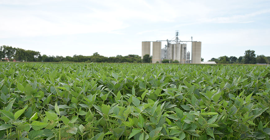 A soybean field next to Norborne, Mo., with the Ray-Carroll County Grain Growers Norborne location in the distance