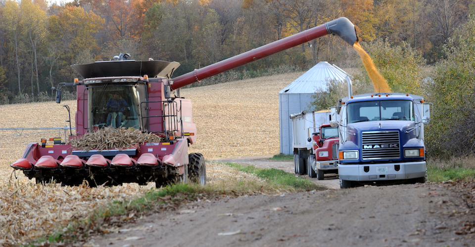 Grain truck being filled with grains.