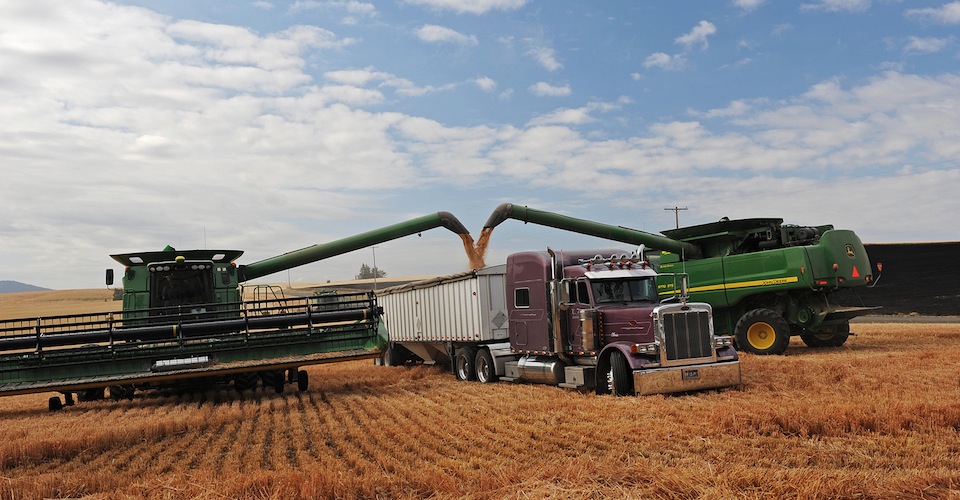 Combines emptying into a semi truck