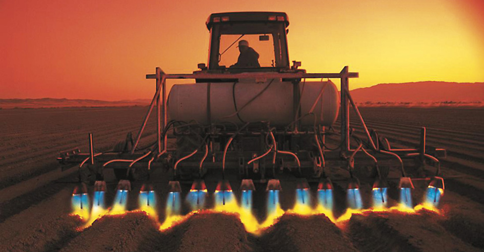 Flame weeding a field during sunset