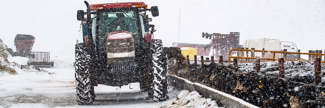 Tractor and cattle on a snowy farm