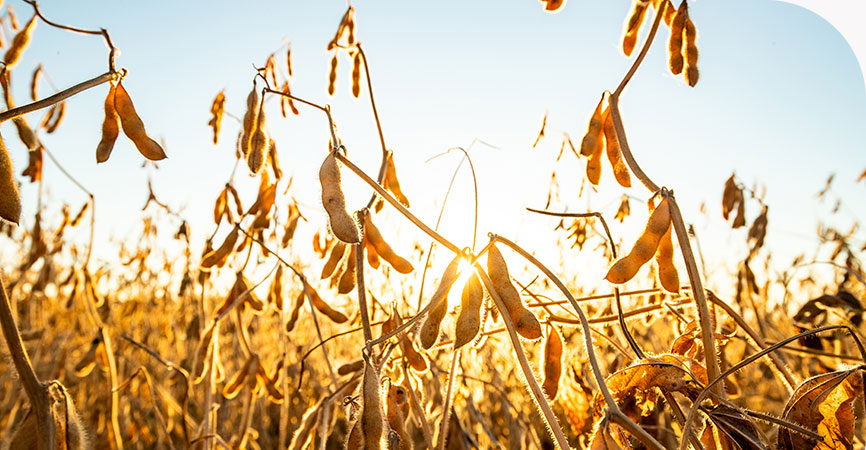 Soybeans in a field