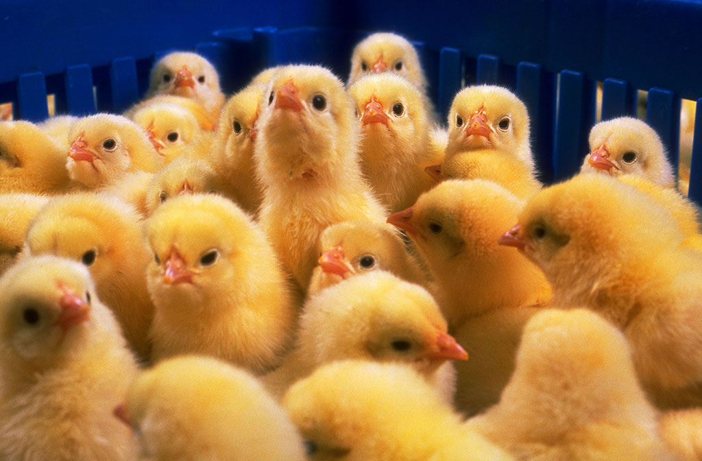chicks